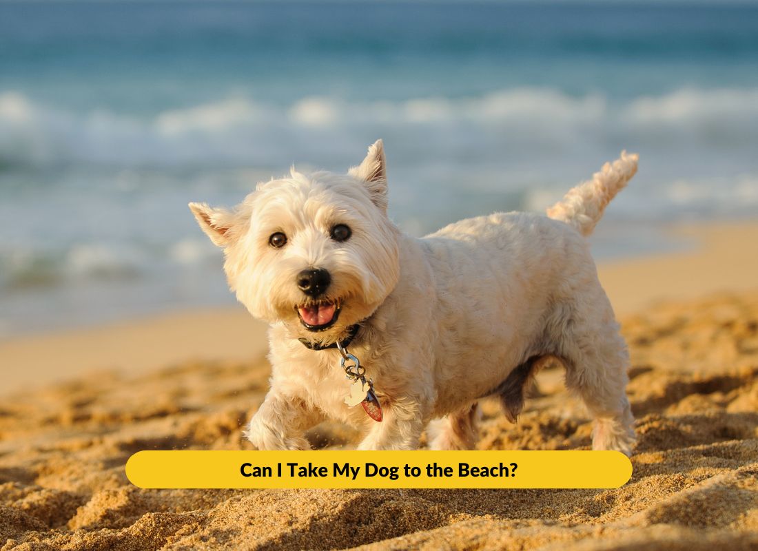 Can I take my dog to the beach? - NutriPaw
