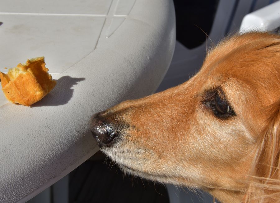 Can my dog eat this? - NutriPaw
