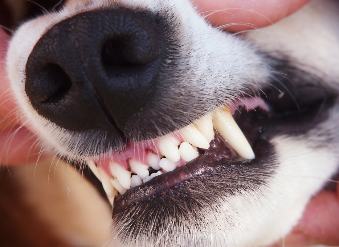 Can Probiotics Help Your Dog's Dental Health? - NutriPaw