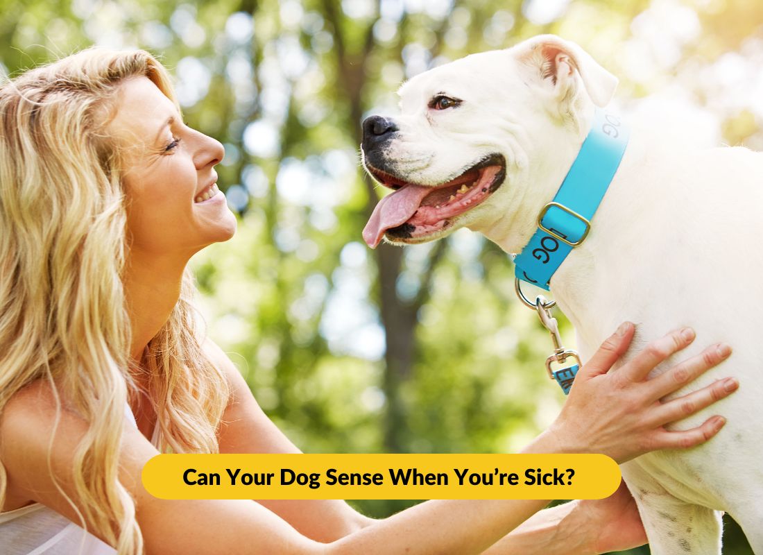 Can Your Dog Sense When You’re Sick? - NutriPaw