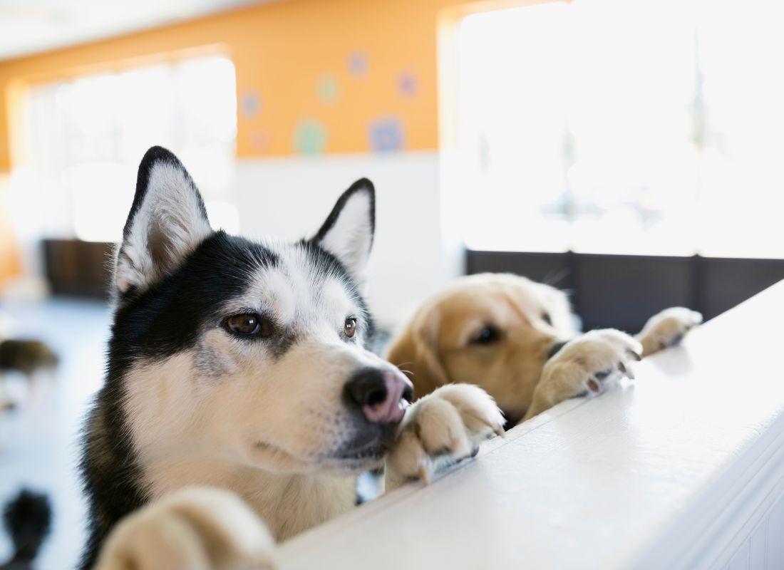 Can Your Dog Tell When You’re Lying? Research Says Yes! - NutriPaw