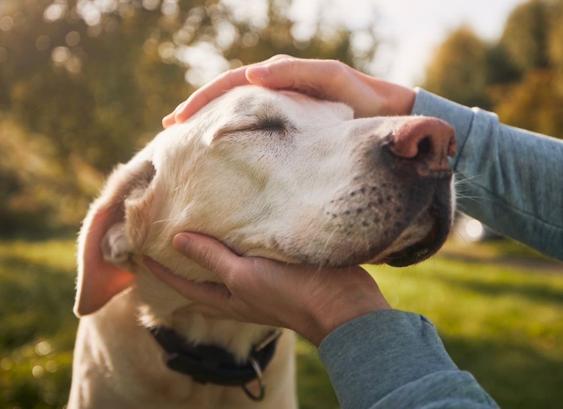 Caring for Your Senior Dog: Essential Tips - NutriPaw