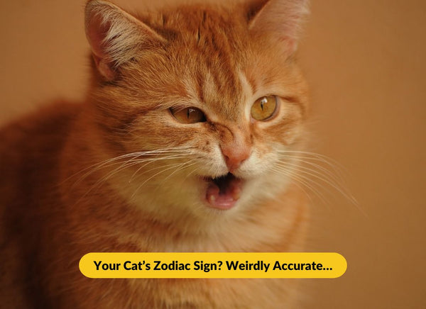 Cat Astrology?! These Are Eerily Accurate - NutriPaw