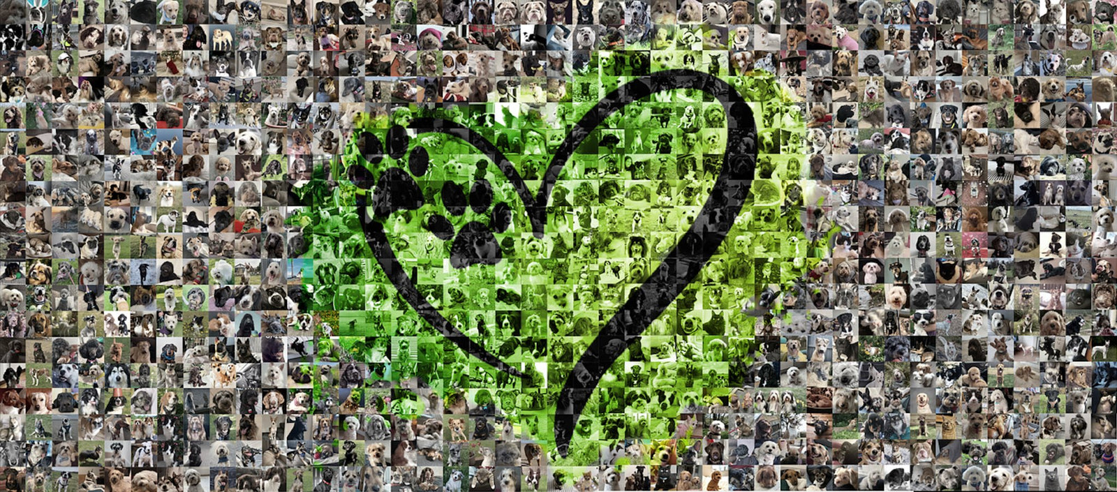 Celebrating 4 Years of NutriPaw: A Journey of Health and Happiness for Pets - NutriPaw