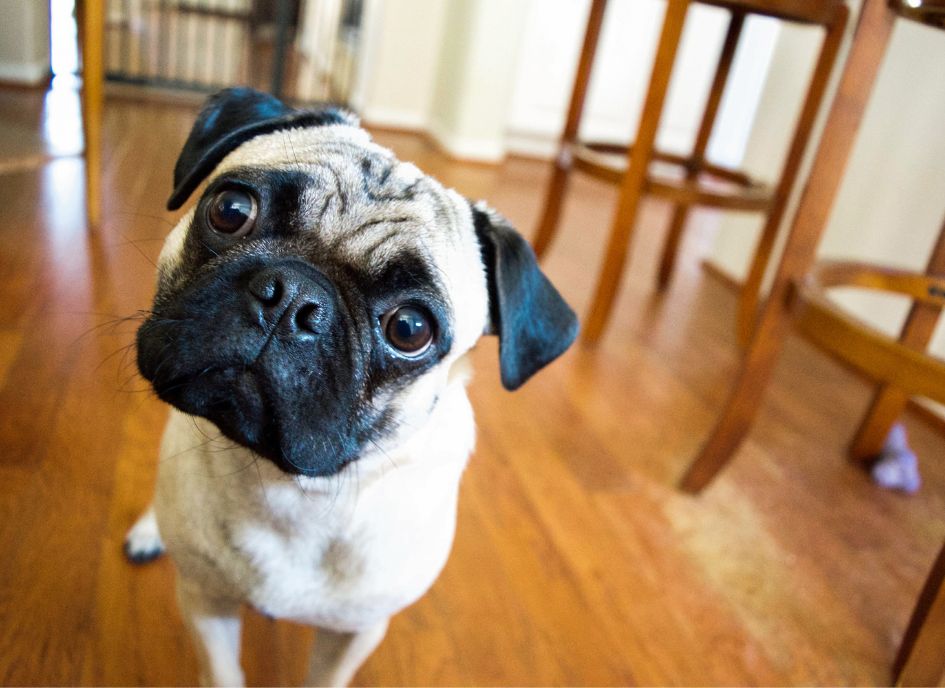 Clocks Going Back: How to Help Your Dog Adjust - NutriPaw