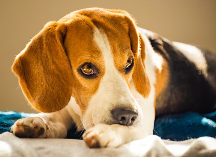 Could Dust Mites Be Behind Your Dog’s Itching? - NutriPaw