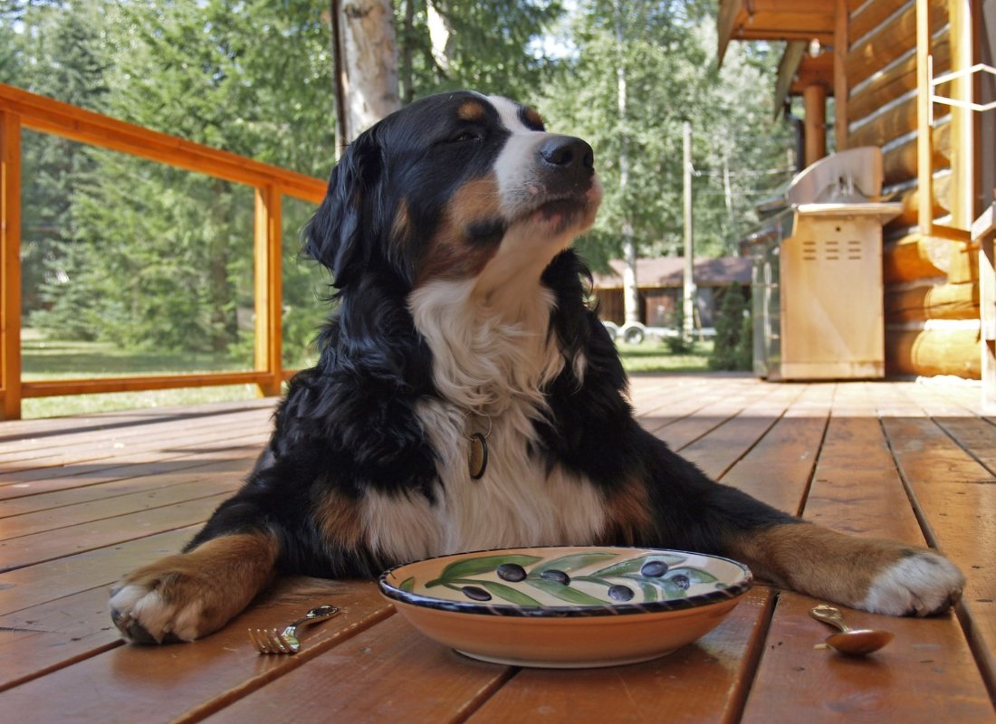 Digestive Enzymes for dogs - NutriPaw