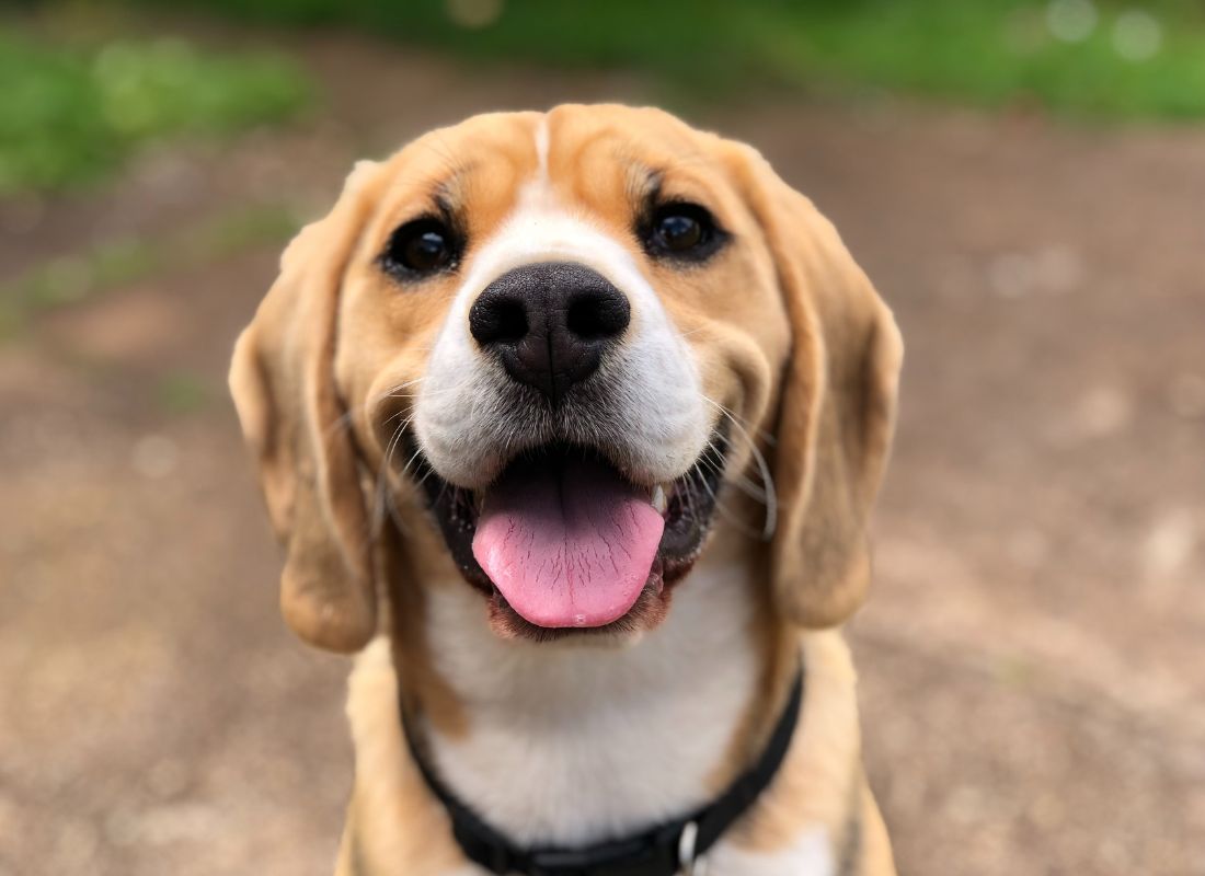 Discover Your Dog's Past, Protect Their Future - NutriPaw