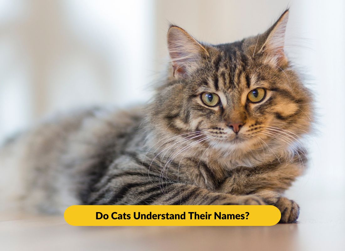 Do Cats Understand Their Names - NutriPaw