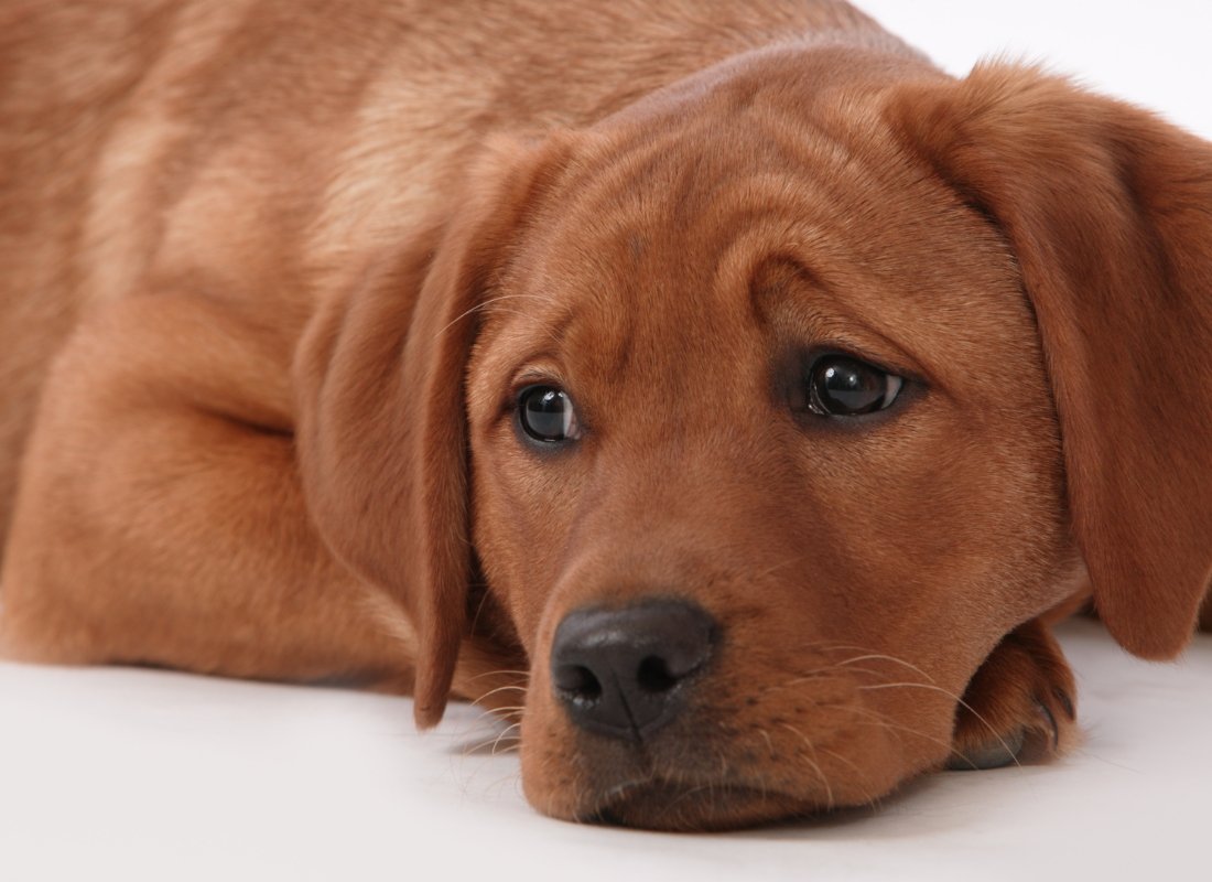 Do dogs get Seasonal Affective Disorder? - NutriPaw