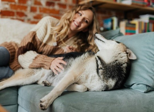 Does Your Dog Actually Like Hugs? - NutriPaw