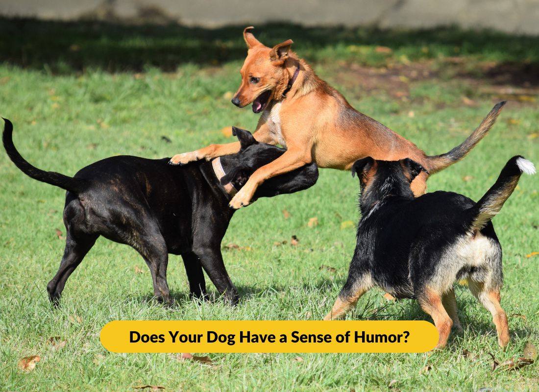 Does Your Dog Have a Sense of Humor? - NutriPaw