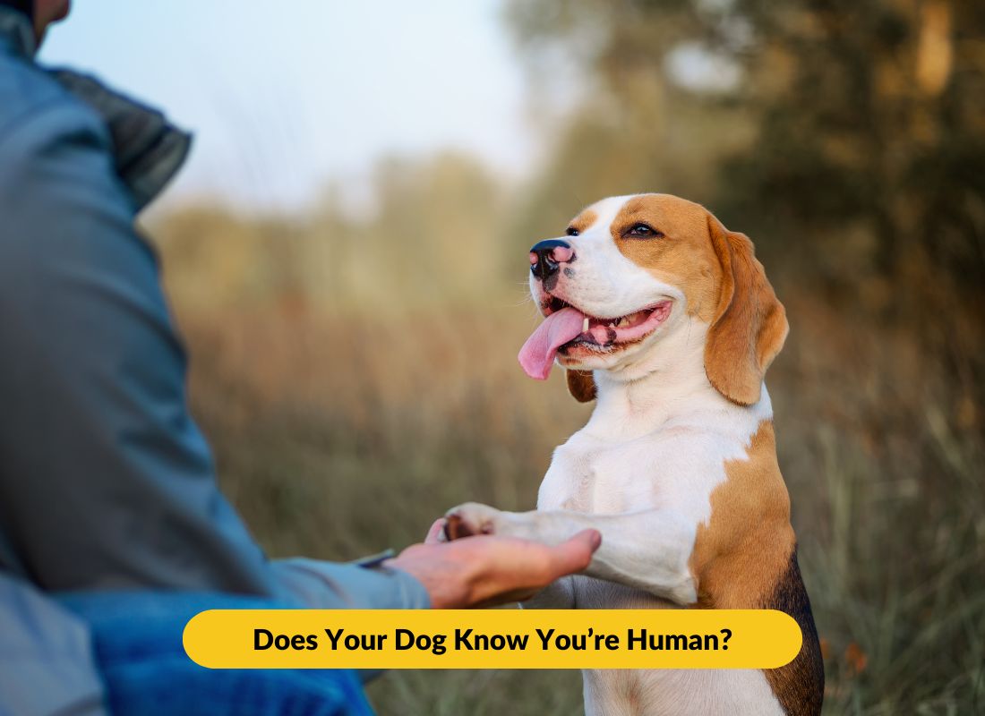 Does Your Dog Know You’re Human? - NutriPaw