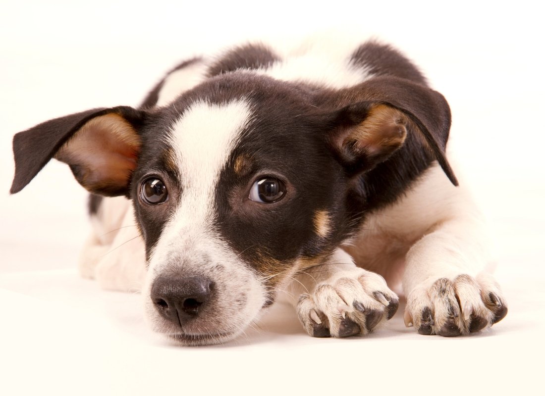 Dog Depression: What to look for & How to help - NutriPaw