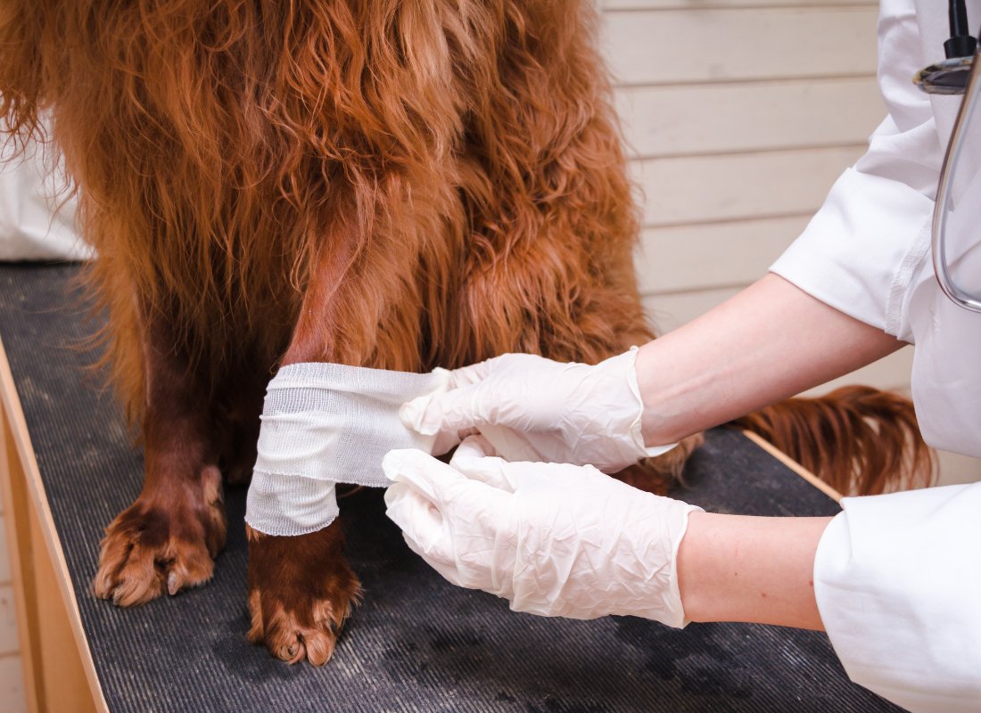 Dog First Aid: What Every Dog Owner Should Know - NutriPaw