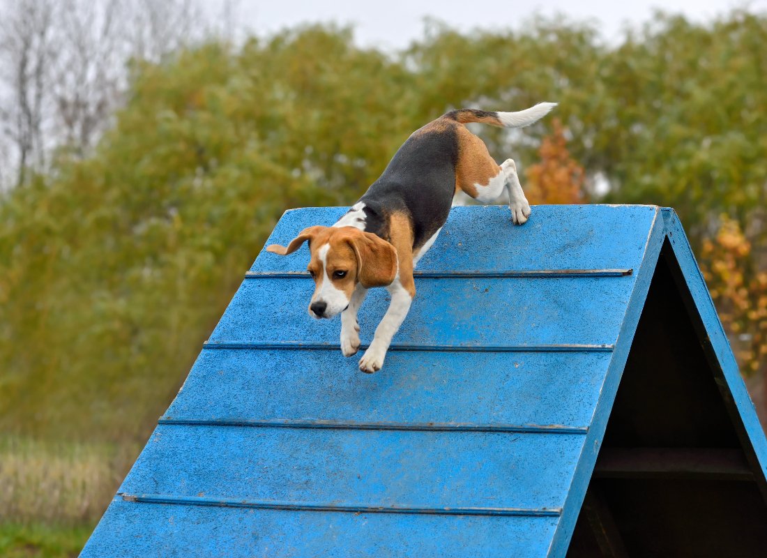 Dog Weight Loss: A Healthy Guide for Your Furry Friend - NutriPaw