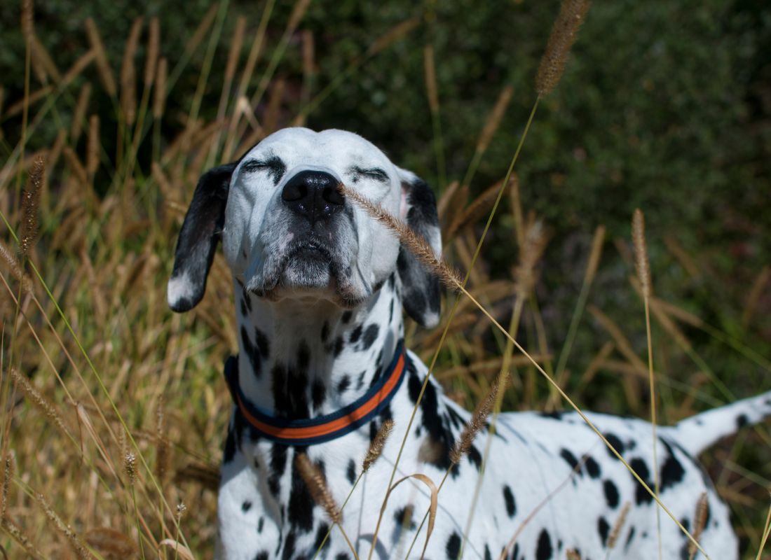 Dogs Can ‘See’ Smells (Yes, you read that correctly) —And Science Finally Proves It - NutriPaw