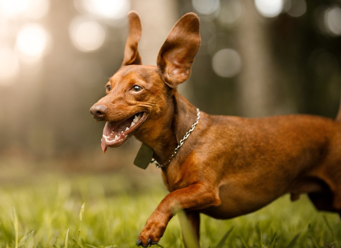 Essential Guide to Optimal Ear Health - NutriPaw