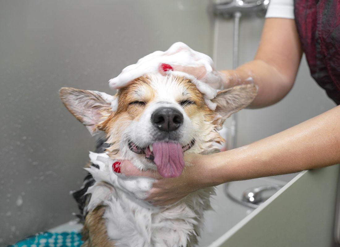 Expert Dog Grooming Tips - NutriPaw