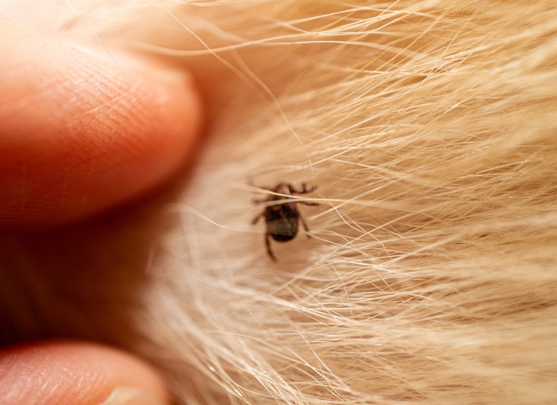 Flea and Tick Prevention for Dogs: A Guide for Pet Owners - NutriPaw