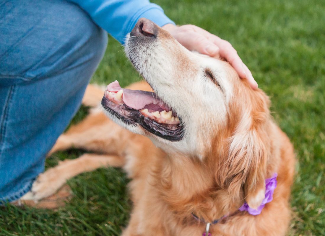 Fostering Dogs: What You Need to Know to Help - NutriPaw