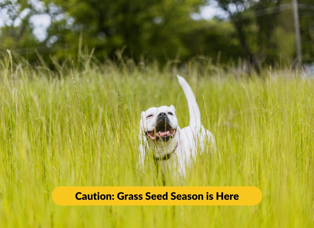 Grass Seed Season is Here - NutriPaw