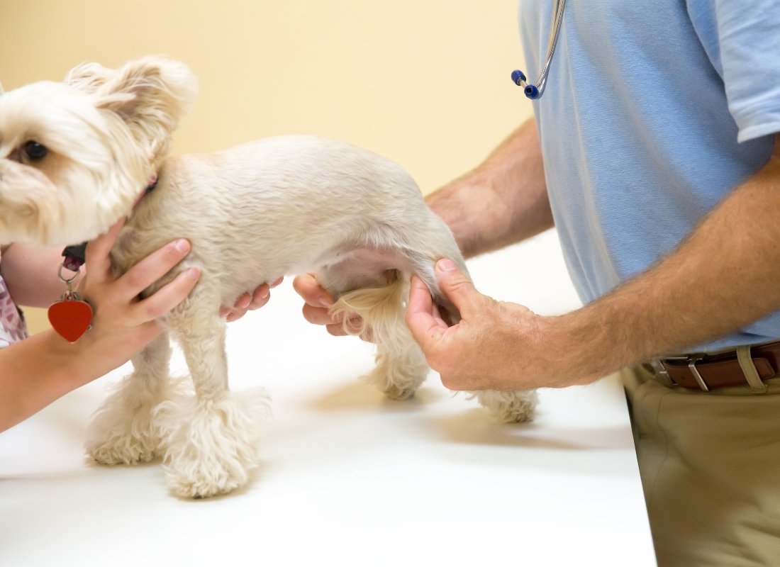 Guide to Arthritis in Dogs - NutriPaw