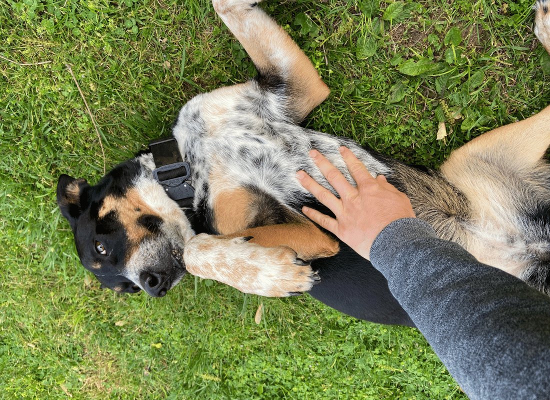 Gut Health Matters: Nurturing Your Dog's Digestive Well-Being - NutriPaw