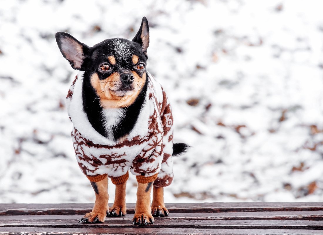 Helping Your Dog Navigate Cold Weather - NutriPaw