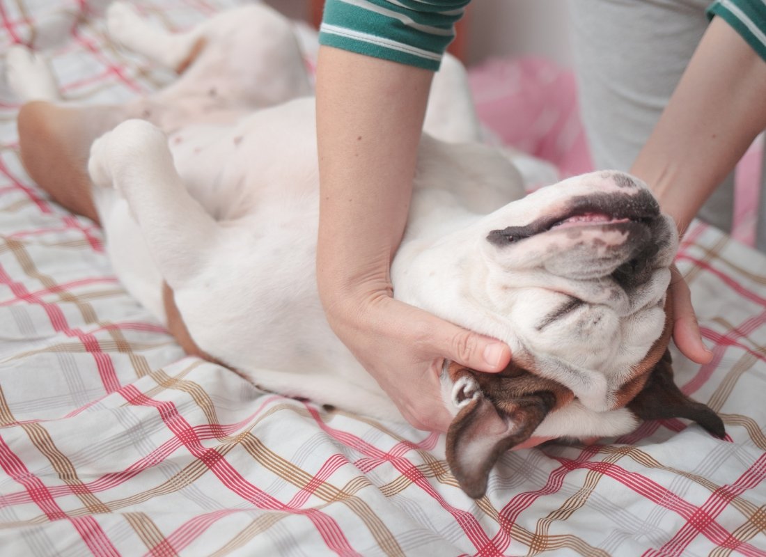 Holistic Approaches to Dog Health: Exploring Alternative Therapies - NutriPaw