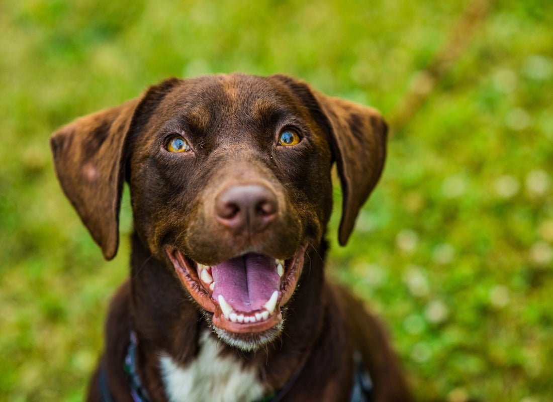 Holistic Health: Combining Diet, Exercise, and Supplements for Dogs - NutriPaw