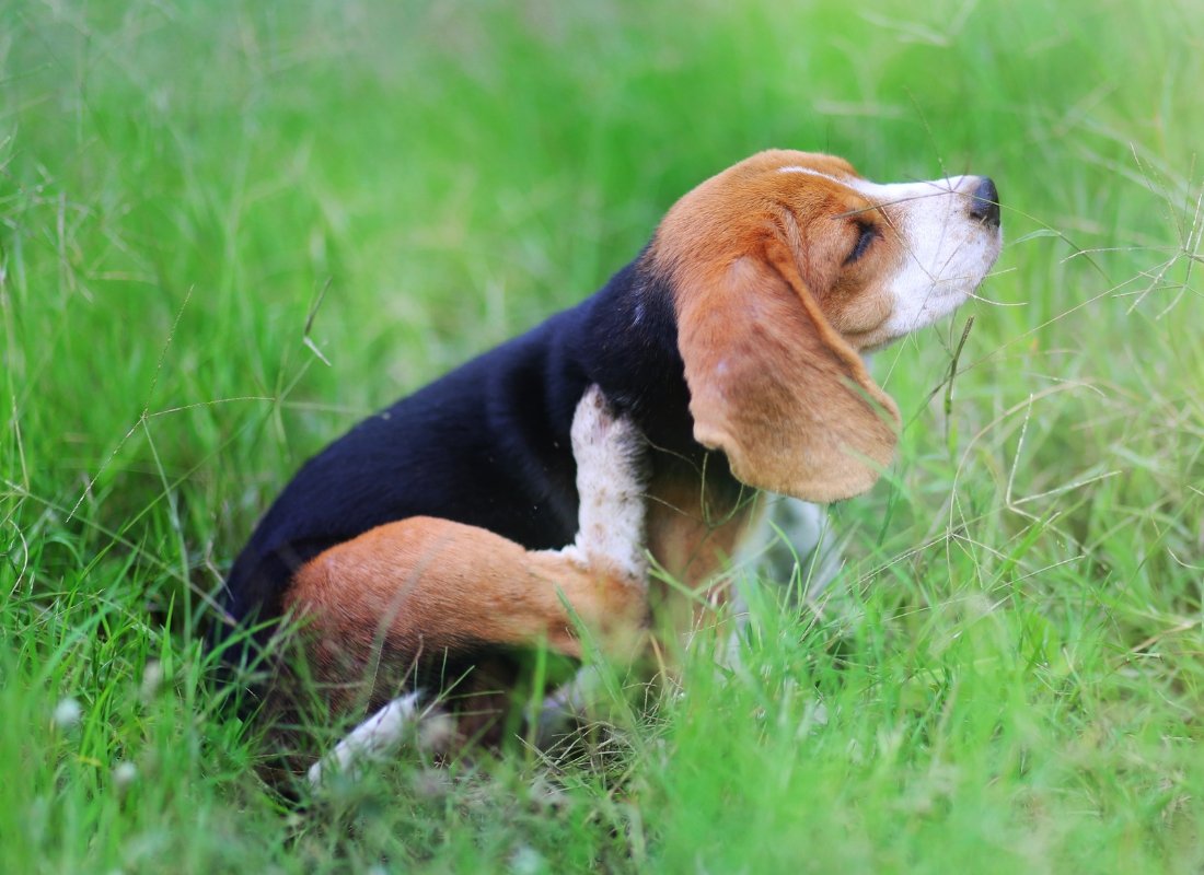 Hot Spots: Symptoms, Treatments & Preventions - NutriPaw