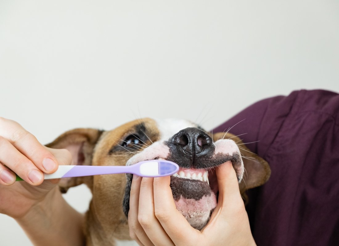 How To Brush Your Dog's Teeth? - NutriPaw