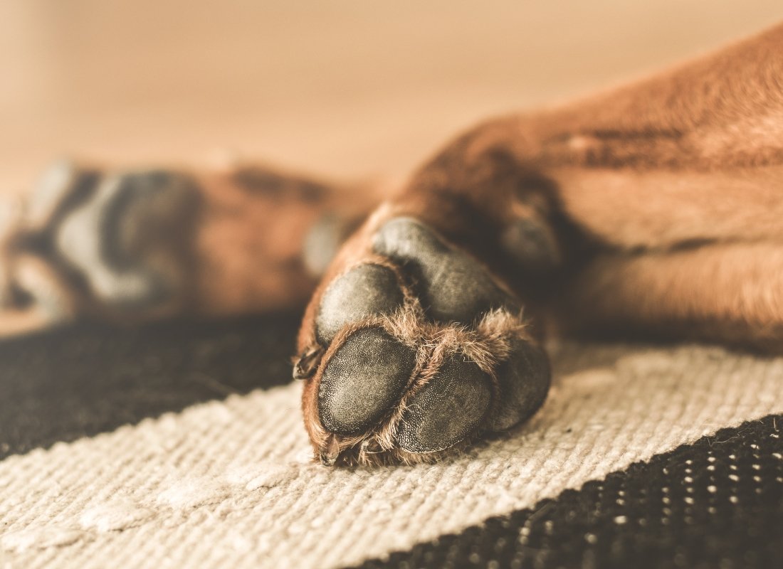 How to care for your dog's paw pads - NutriPaw