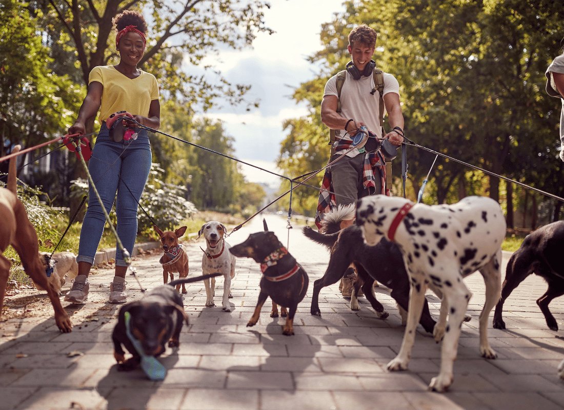 How to choose a Dog Collar - NutriPaw