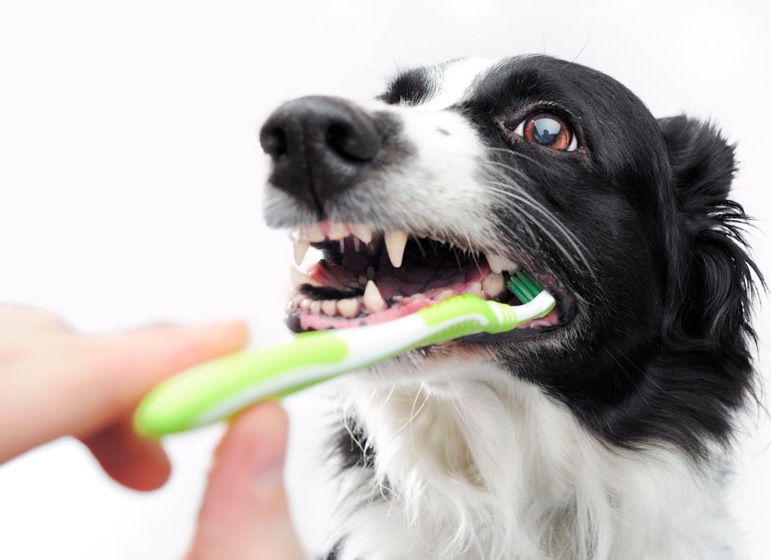 How To Keep Your Dog's Teeth Healthy - NutriPaw