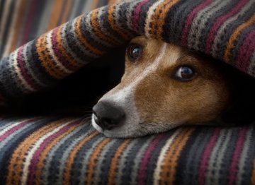 How To Know If Your Dog Isn't Feeling Well - NutriPaw