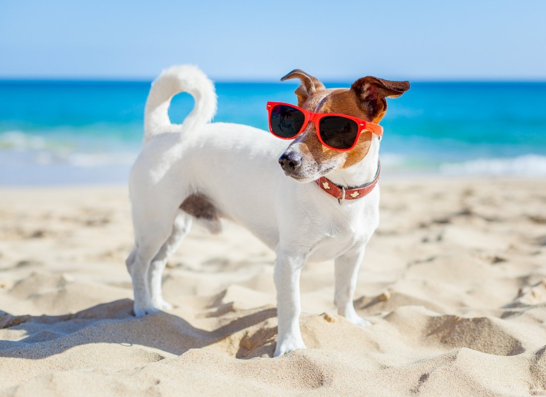 How to Prepare Your Dog for a Warm Summer? - NutriPaw