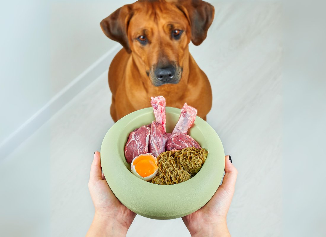 How to Prevent Bloat in Dogs - NutriPaw