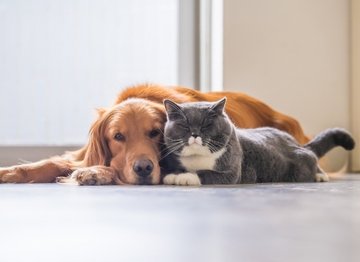 How to socialise dogs and cats! - NutriPaw