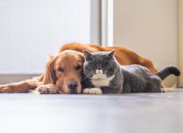 How to socialise dogs and cats! - NutriPaw