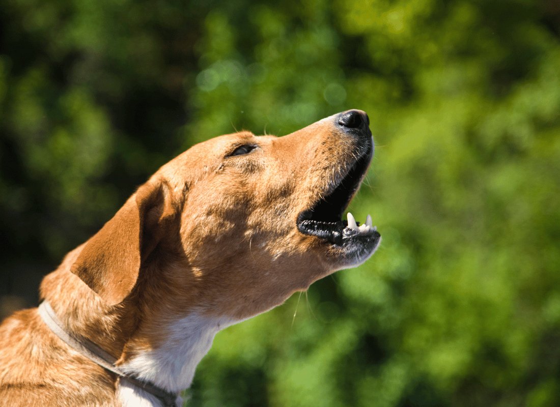 How to stop my dog from barking? - NutriPaw