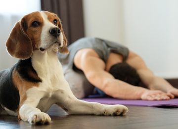 How to support your dog's Hips & Joints - NutriPaw