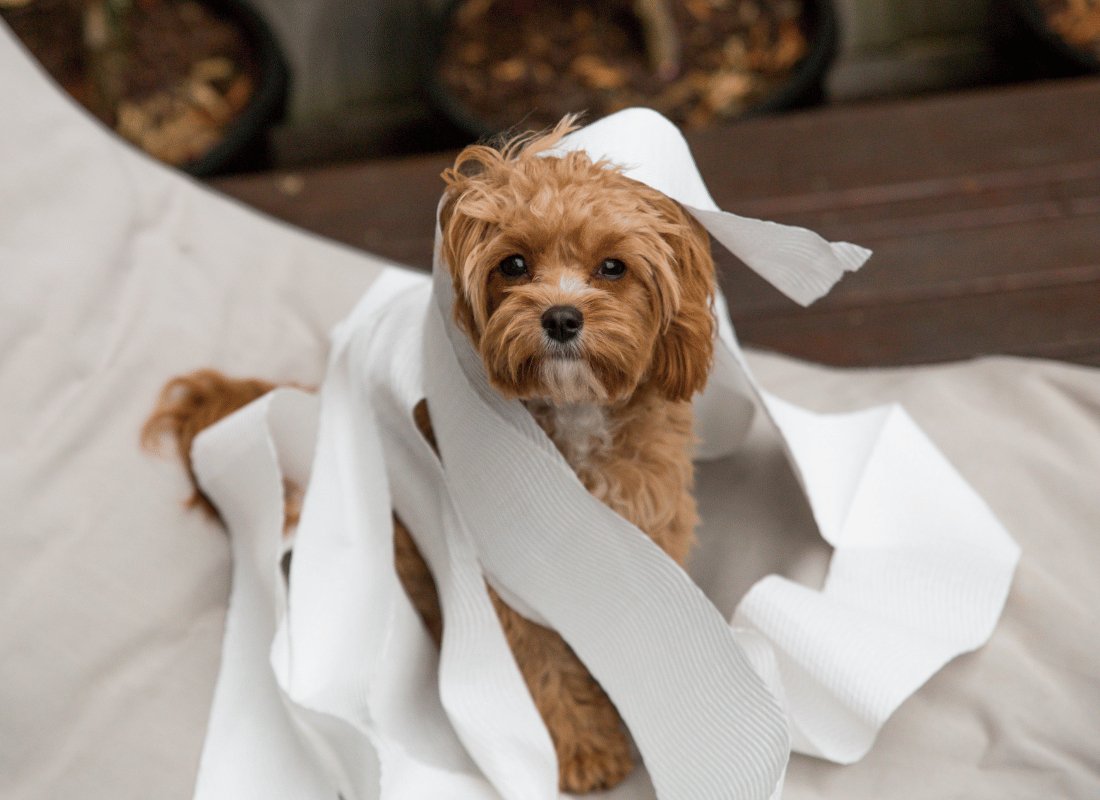 How to Train Your Dog to Go to the Toilet Outside - NutriPaw