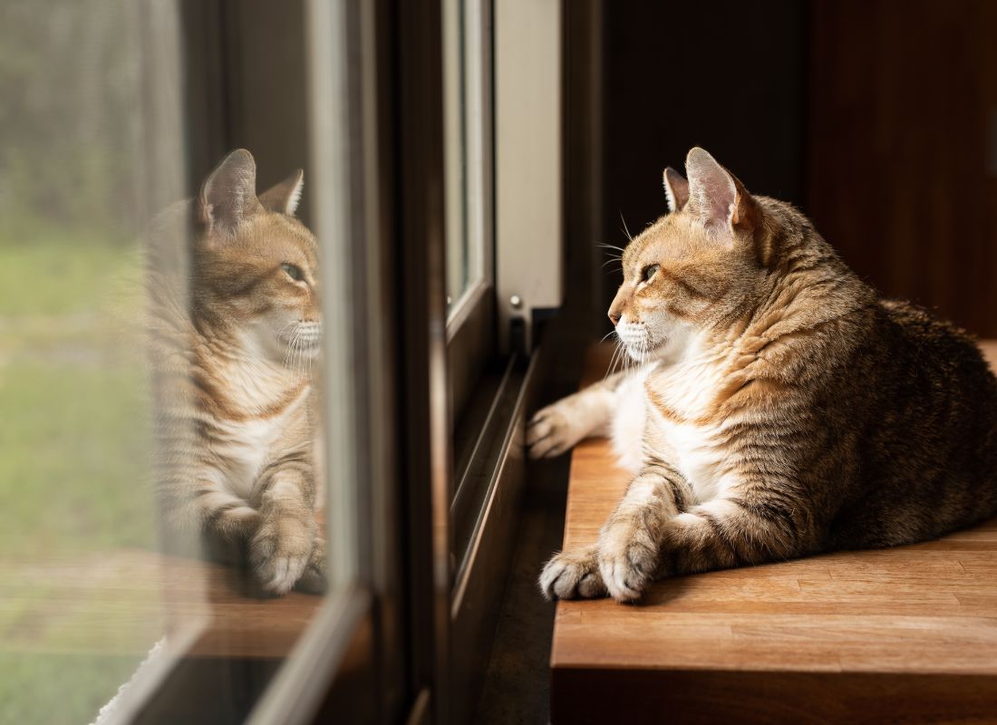 Indoor or Outdoor? Choosing the Best Life for Your Cat - NutriPaw