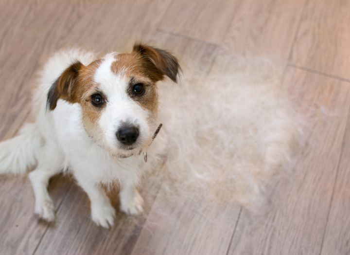 Is Autumn Shedding Making Your Dog Itchier? - NutriPaw