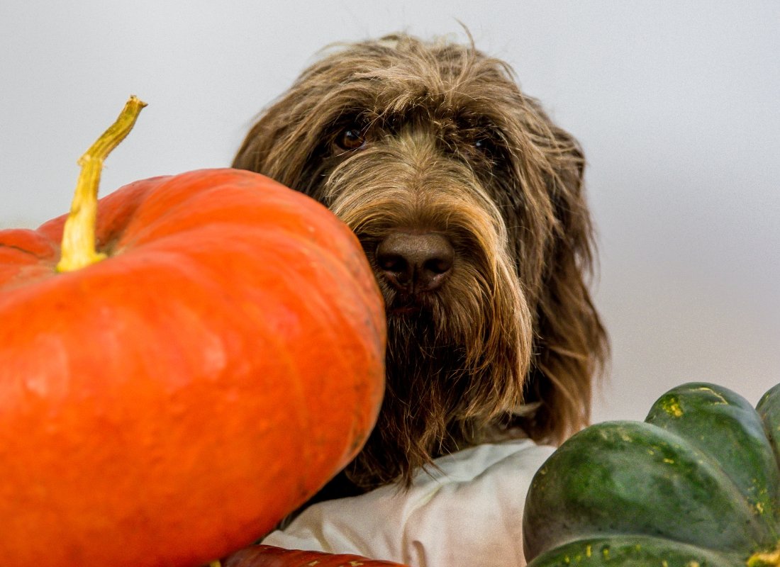 Is Pumpkin Good for Dogs? - NutriPaw