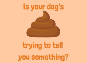 Is Your Dog's Poop Normal? - NutriPaw