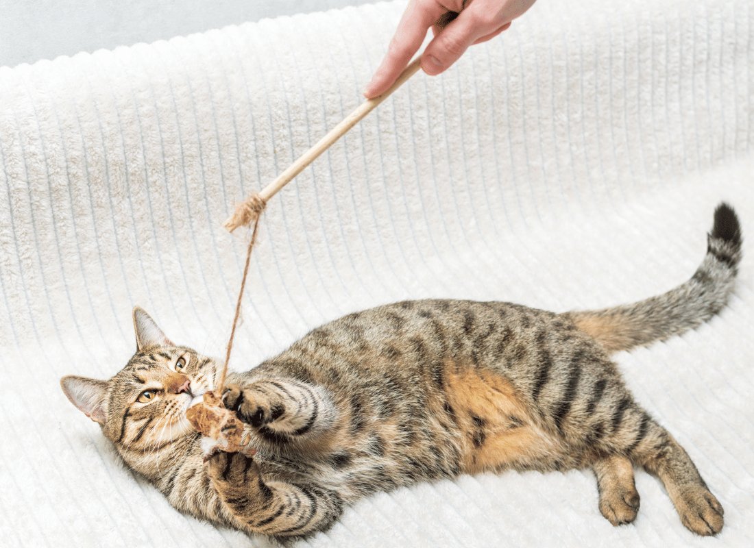 Keeping Your Cat Physically and Mentally Active - NutriPaw