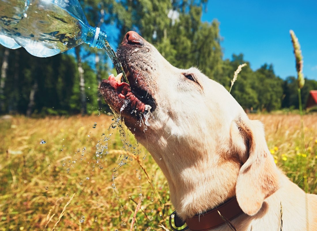 Keeping Your Dog Cool and Safe in Hot Weather - NutriPaw